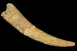 Pterosaur (Siroccopteryx) Tooth - Morocco #107963-1